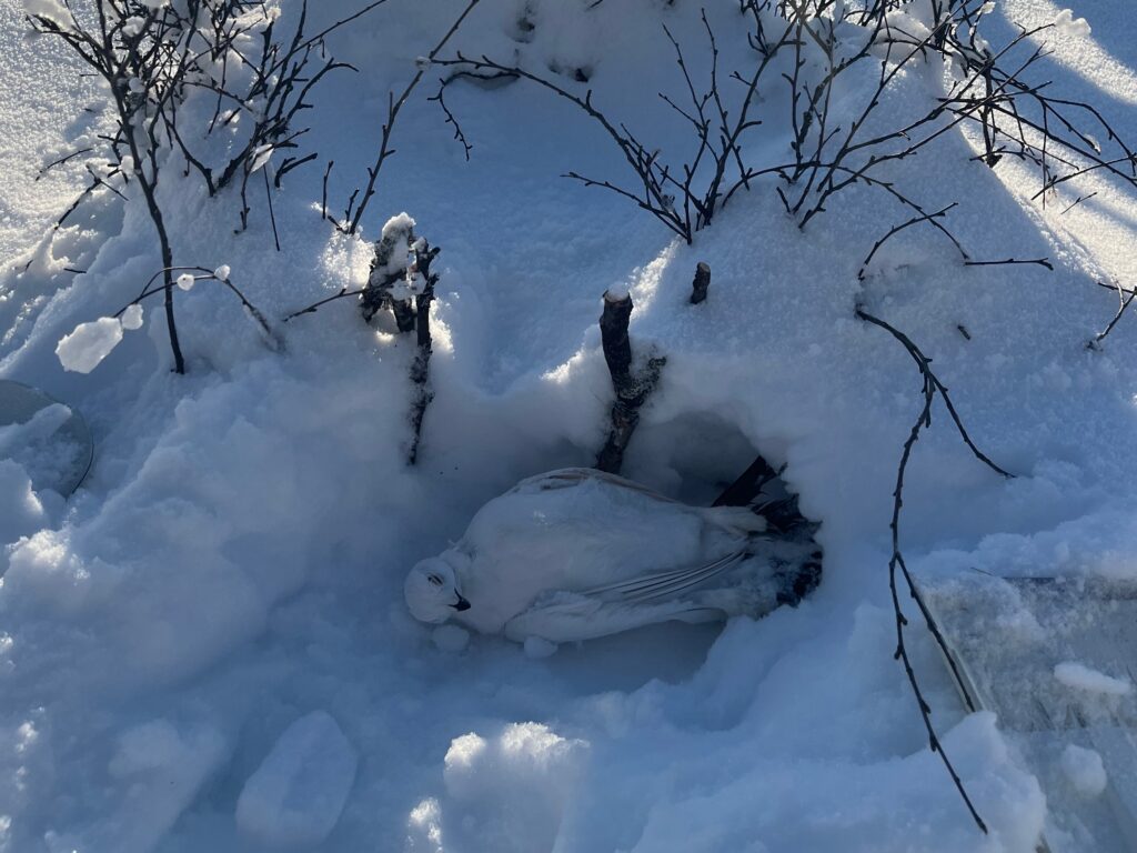 Trapper Safari By Snowmobile Ivalo img 5770 (1)